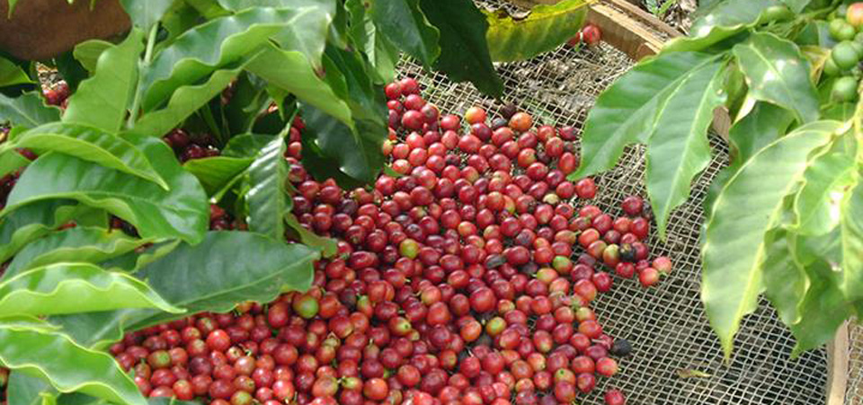 Najrozšírenejší problém kávovníkových plantáží – hrdza kávovníkových listov