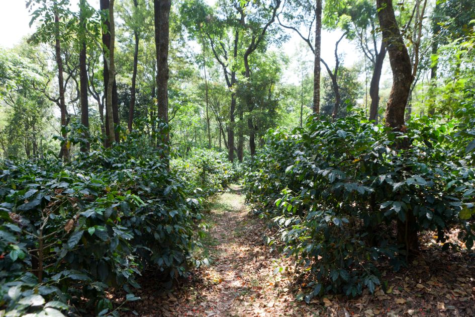 Kávovníková plantáž v Indii